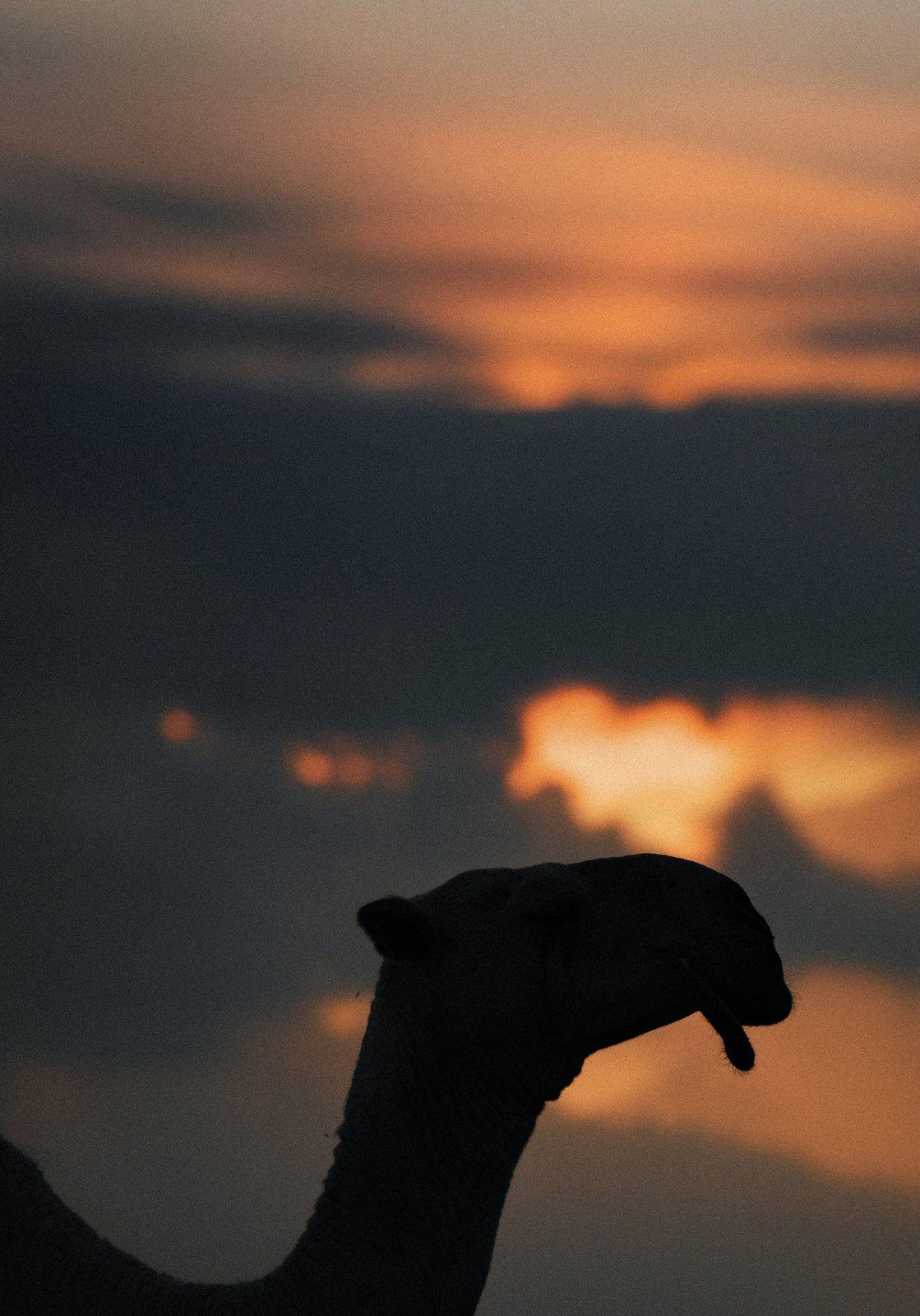 Camel at Dusk